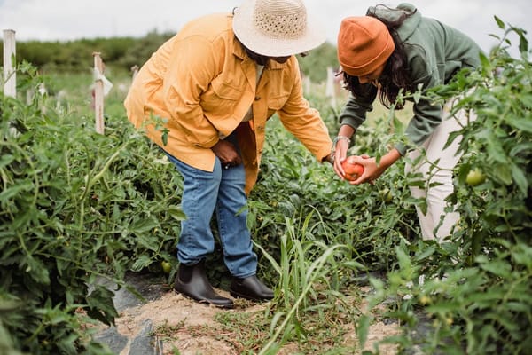 Two people in an outdoor garden setting engaged in picking a ripe tomato